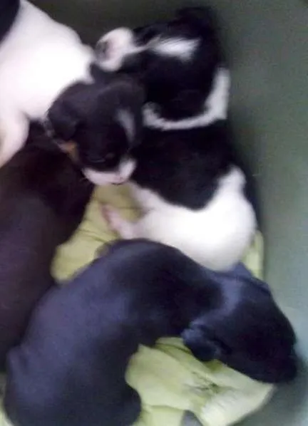 Cachorro ra a vira lata idade Abaixo de 2 meses nome Filhotinhos