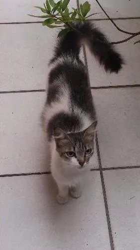 Gato ra a SRD idade 2 a 6 meses nome Sem Nome