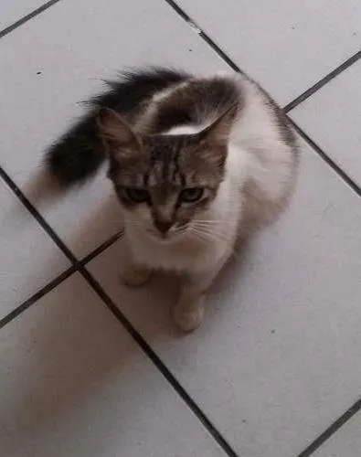 Gato ra a SRD idade 2 a 6 meses nome Sem Nome