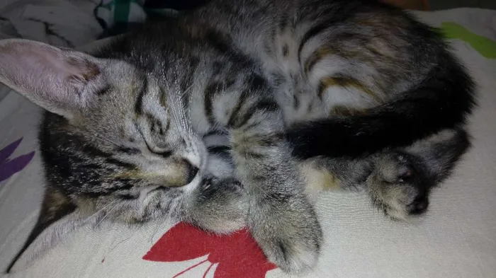 Gato raça  idade 2 a 6 meses nome Pucca