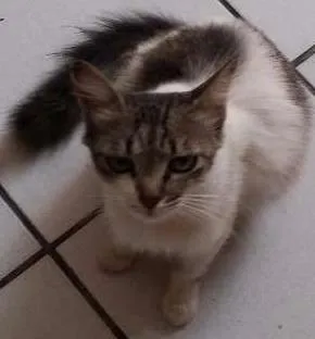 Gato ra a SRD idade 2 a 6 meses nome Sem Nome