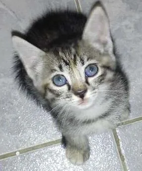 Gato raça  idade 2 a 6 meses nome Pucca