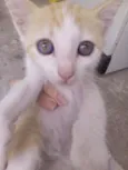 Gatinhos