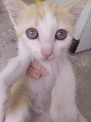 Gato raça Ciames idade 2 a 6 meses nome Gatinhos