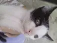 Gatinhos