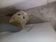 Gatinhos