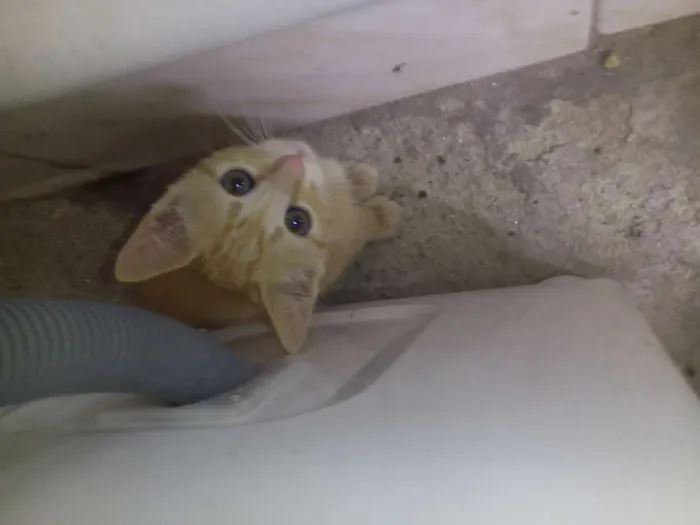 Gato raça Ciames idade 2 a 6 meses nome Gatinhos