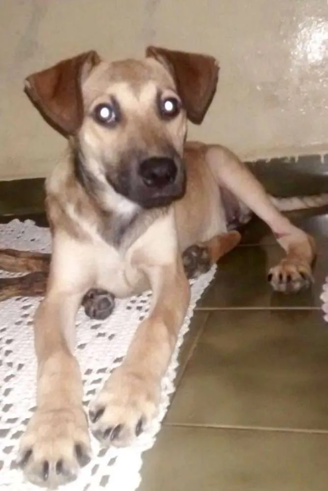 Cachorro ra a SRD idade 2 a 6 meses nome Béca
