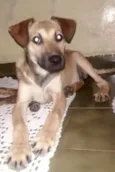 Béca
