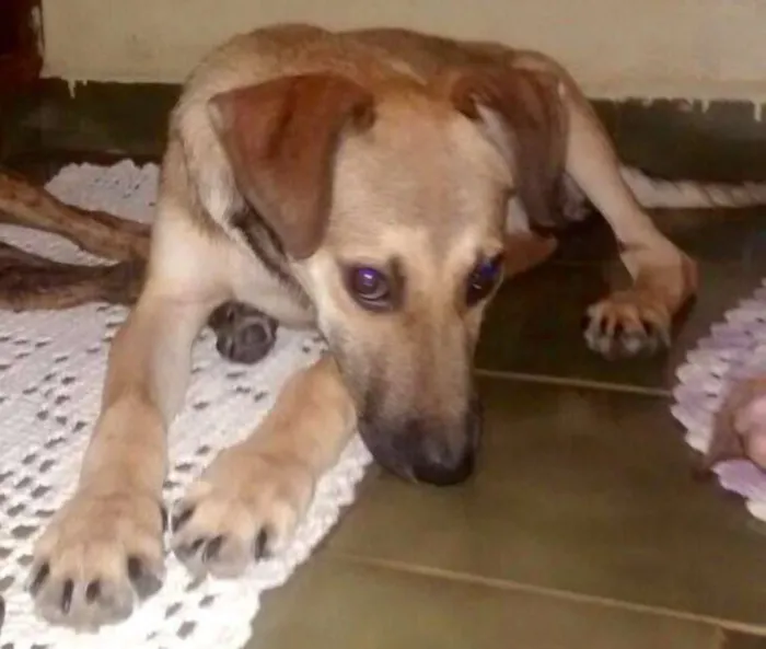 Cachorro ra a SRD idade 2 a 6 meses nome Béca