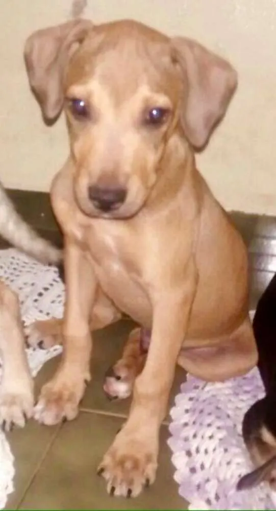 Cachorro ra a SRD idade 2 a 6 meses nome Logan