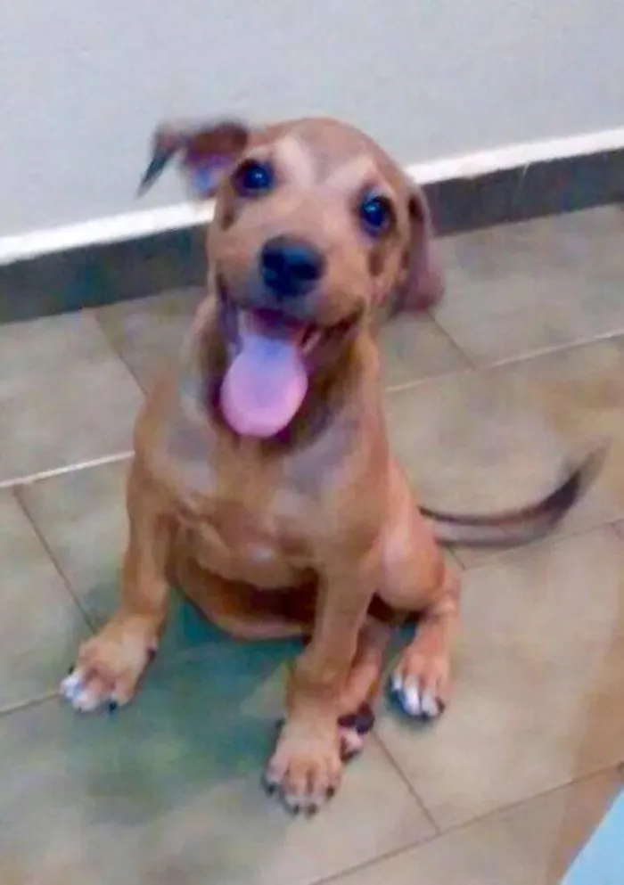Cachorro ra a SRD idade 2 a 6 meses nome Logan
