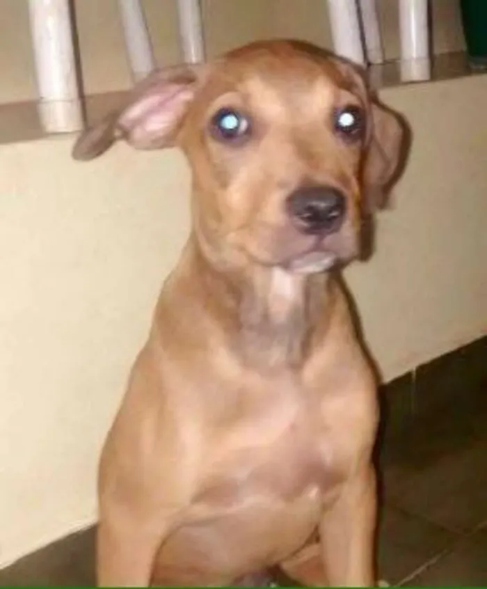 Cachorro ra a SRD idade 2 a 6 meses nome Logan