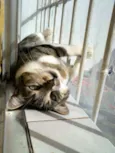 Simba - castrado, v