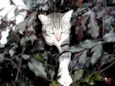 Simba - castrado, v