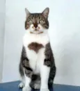 Simba - castrado, v
