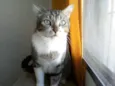 Simba - castrado, v