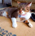Simba - castrado, v