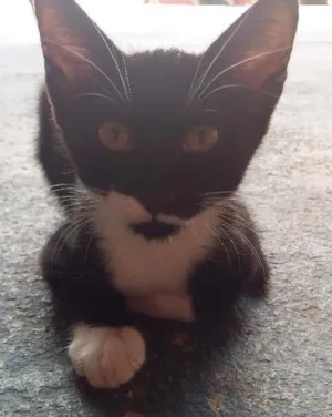 Gato raça Vira-lata idade 2 a 6 meses nome Lili