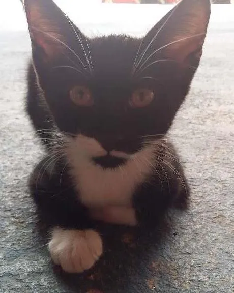 Gato ra a Vira-lata idade 2 a 6 meses nome Lili