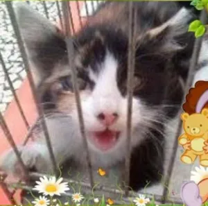 Gato raça SRD idade Abaixo de 2 meses nome Paola