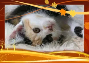 Gato raça SRD idade Abaixo de 2 meses nome Silvia