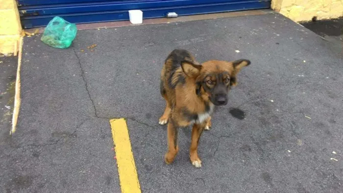 Cachorro ra a Desconhecido  idade 2 anos nome Desconhecido 