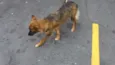 Desconhecido 