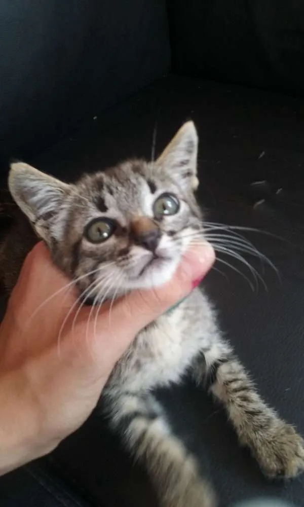 Gato ra a SRD idade 2 a 6 meses nome Gata 