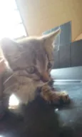 Gata 