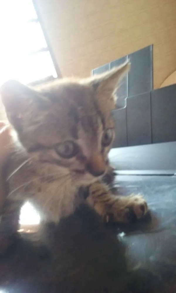 Gato ra a SRD idade 2 a 6 meses nome Gata 