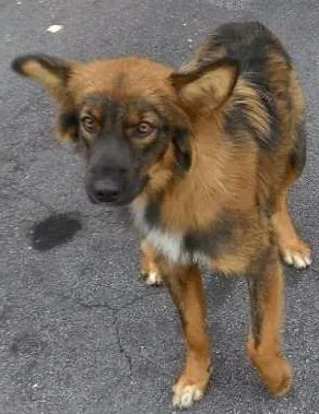 Cachorro raça Desconhecido  idade 2 anos nome Desconhecido 