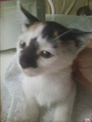 Gato raça SRD idade Abaixo de 2 meses nome Catarina