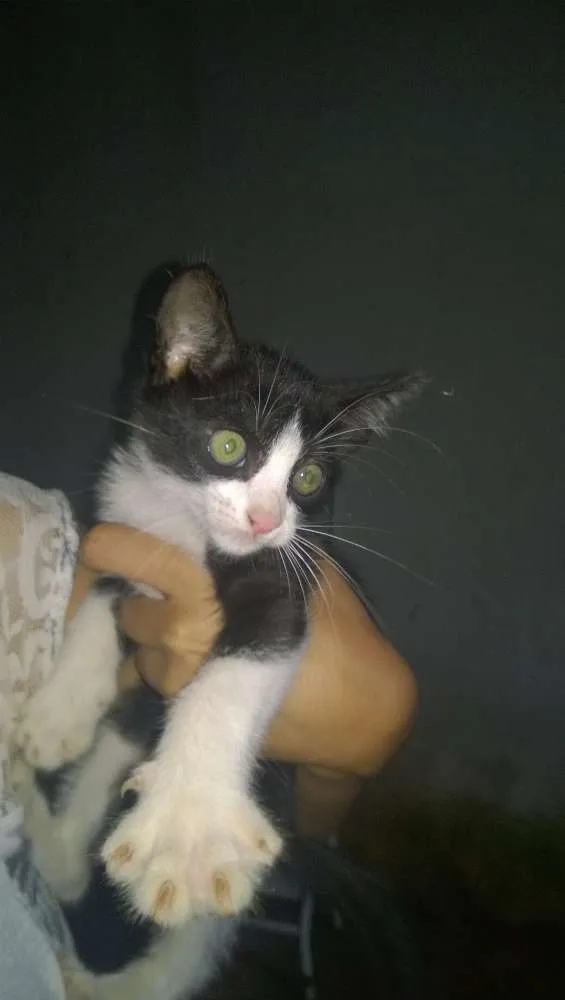 Gato ra a srd idade 2 a 6 meses nome sem nome