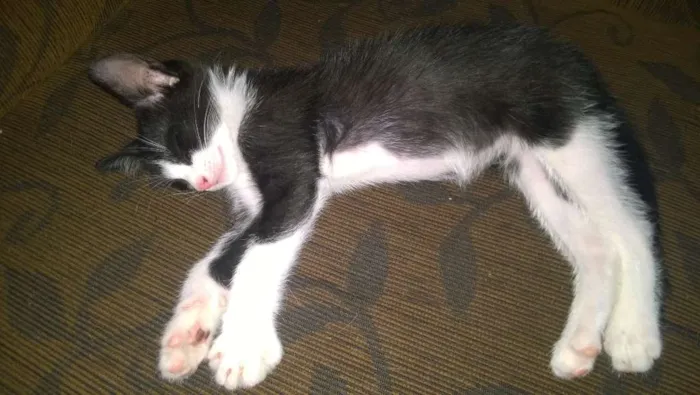 Gato ra a srd idade 2 a 6 meses nome sem nome