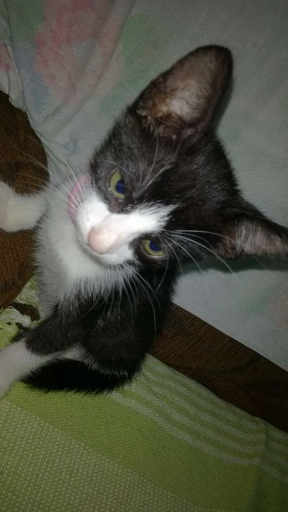 Gato ra a srd idade 2 a 6 meses nome sem nome