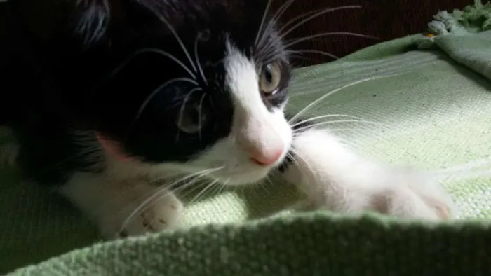 Gato ra a srd idade 2 a 6 meses nome sem nome