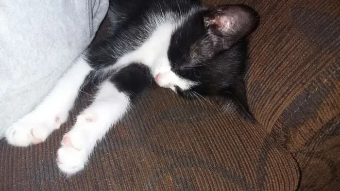 Gato ra a srd idade 2 a 6 meses nome sem nome