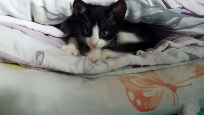 Gato ra a srd idade 2 a 6 meses nome sem nome