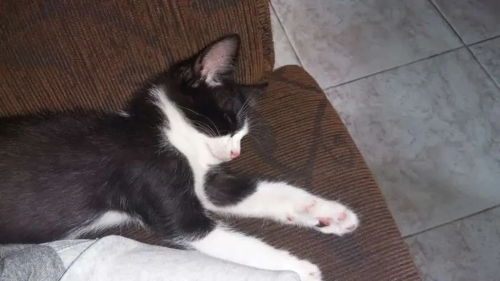 Gato ra a srd idade 2 a 6 meses nome sem nome