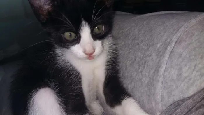 Gato ra a srd idade 2 a 6 meses nome sem nome