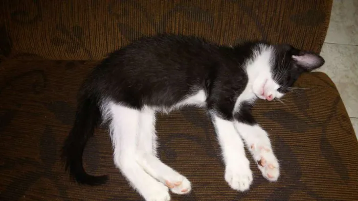 Gato ra a srd idade 2 a 6 meses nome sem nome