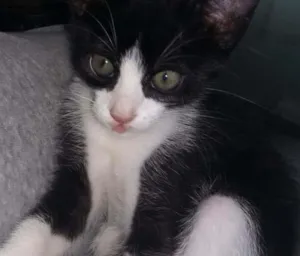 Gato raça srd idade 2 a 6 meses nome sem nome