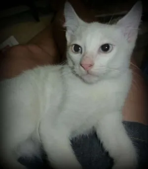 Gato raça SRD idade 2 a 6 meses nome Frozen