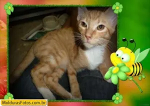Gato raça SRD idade 2 a 6 meses nome Honey