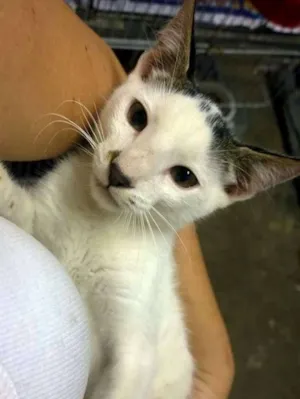 Gato raça SRD idade 2 a 6 meses nome Tiger