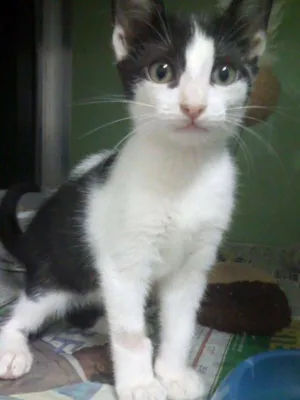 Gato raça SRD idade 2 a 6 meses nome Zorro