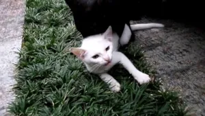 Gato raça SRD idade 2 a 6 meses nome Bianco 2