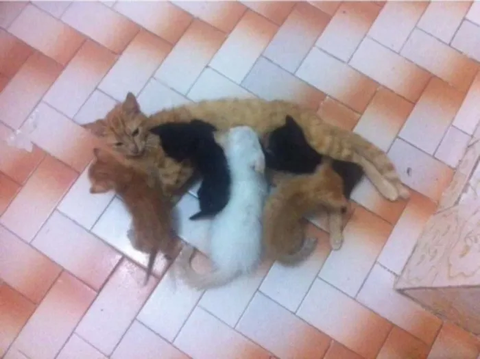 Gato raça não definida  idade Abaixo de 2 meses nome Não colocamos