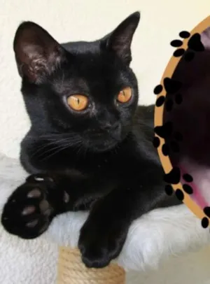 Gato raça SRD idade 2 a 6 meses nome Zulu